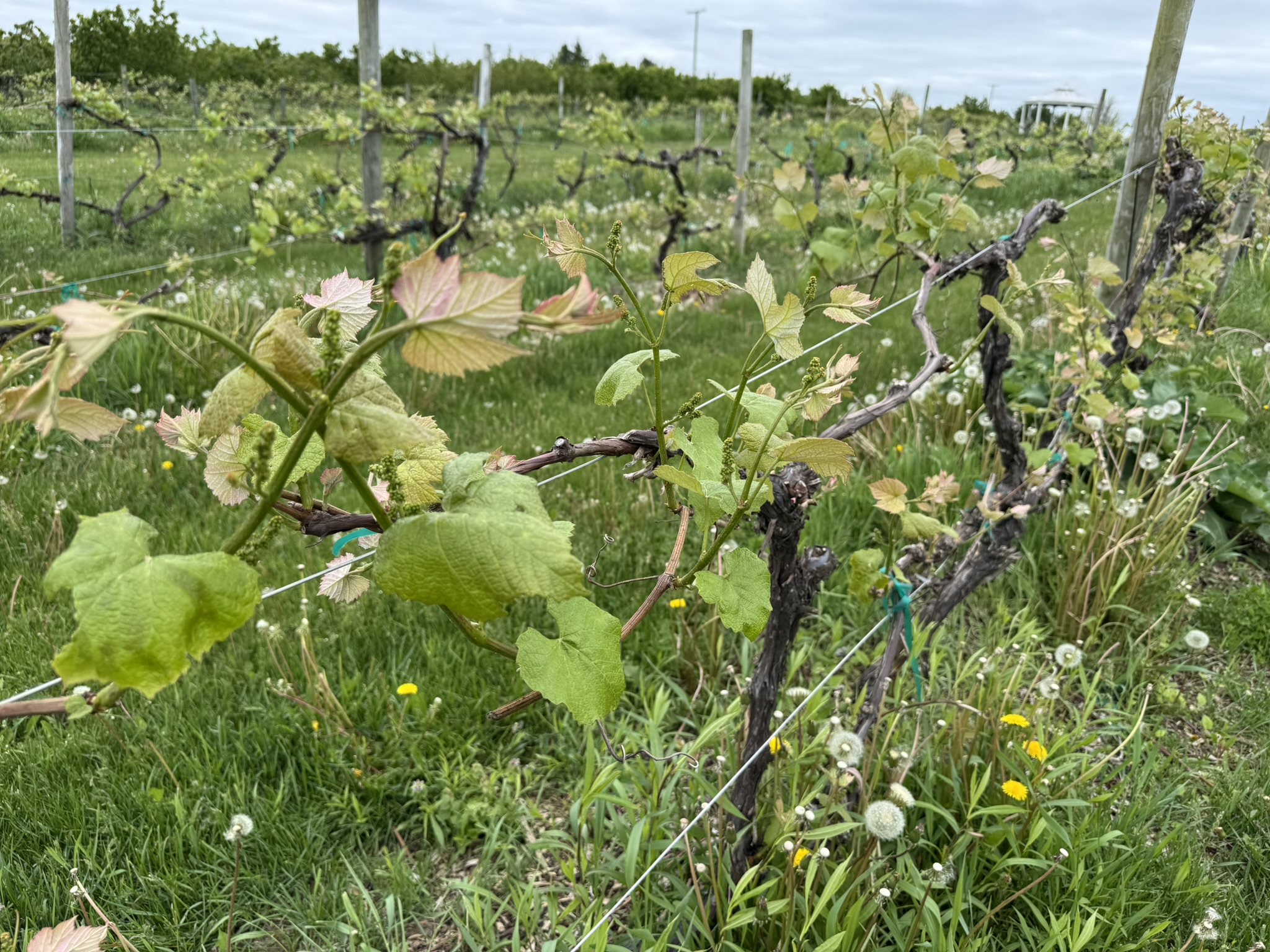 A Concord grape vineyard.